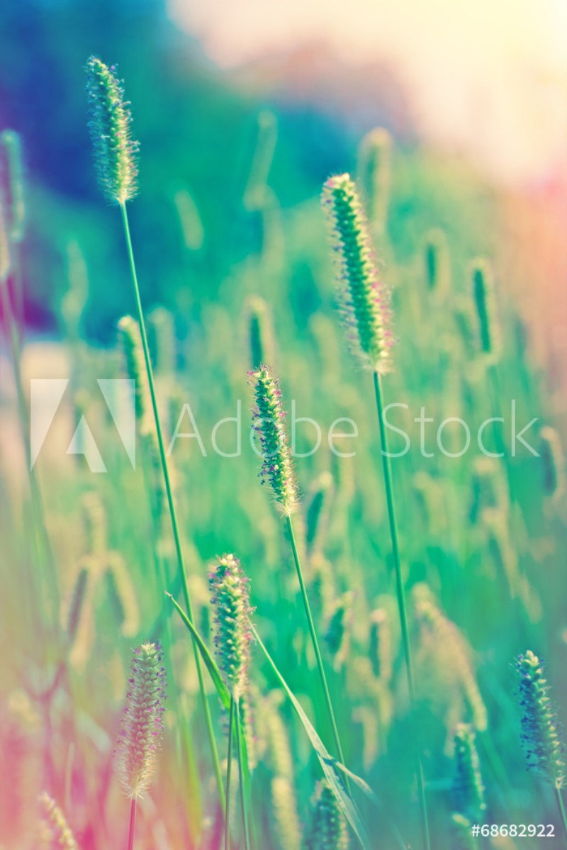 Bild på Beautiful field of grass